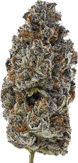 Glto41